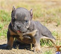 american pit bull puppy posted by Exotic Bully